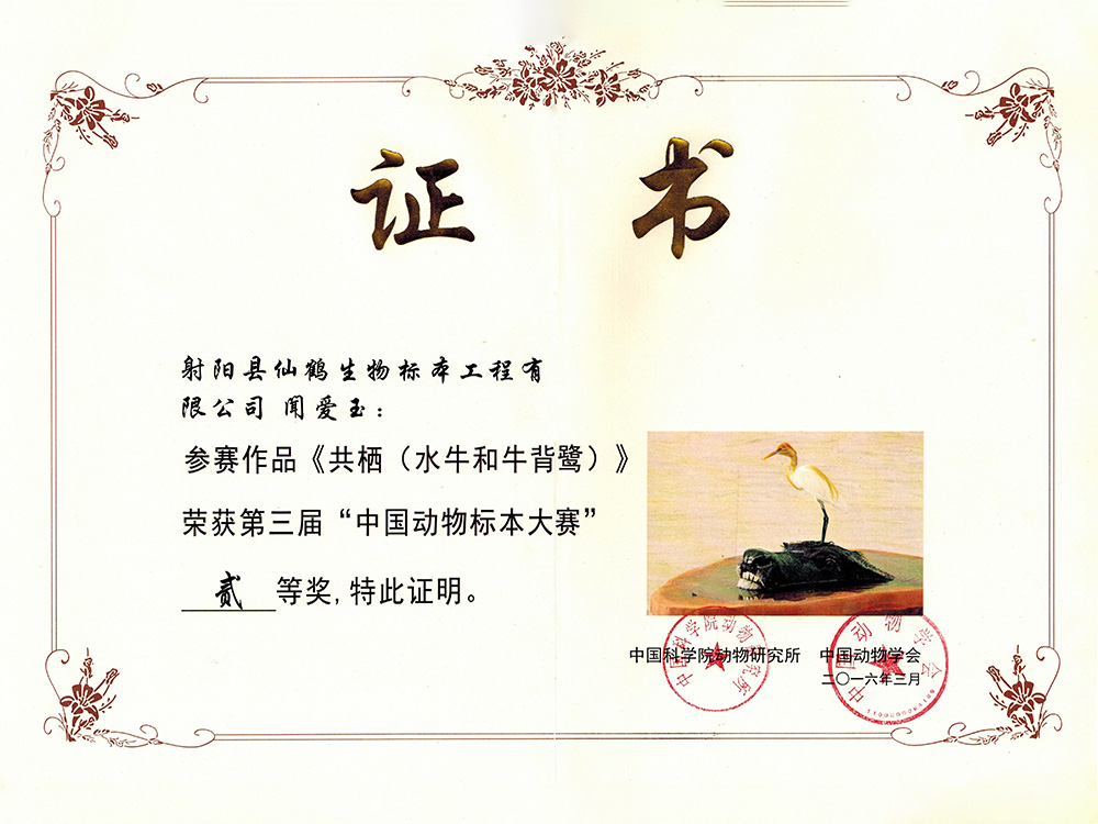 三届-共栖（水牛和牛背鹭)