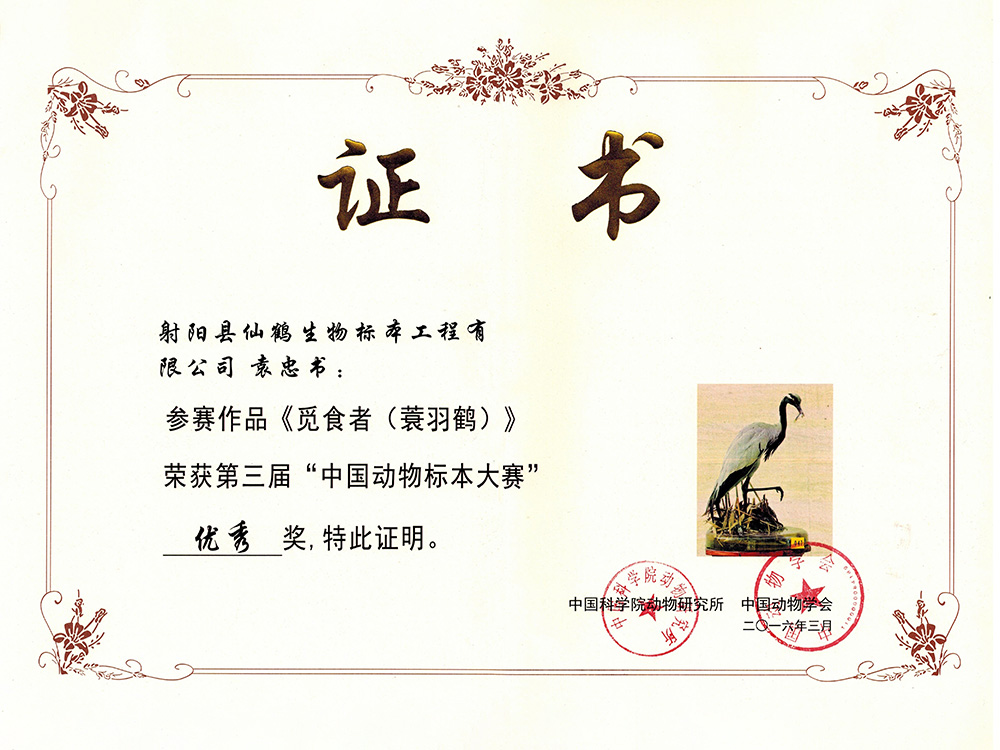 三届-觅食者（裳羽鹤）