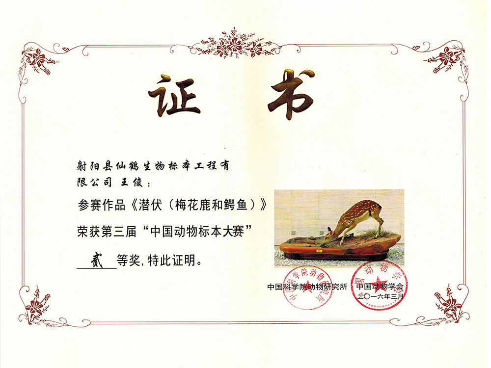 三届-潜伏（梅花鹿和鳄鱼)