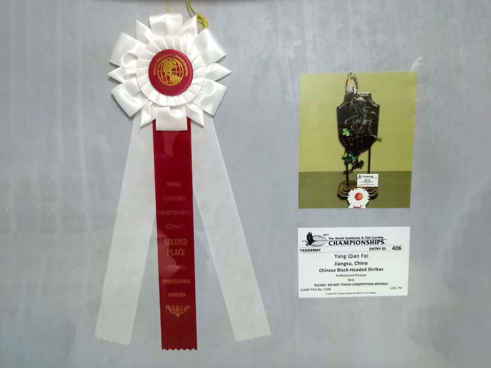 美国纽约标本大赛二等奖-伯劳