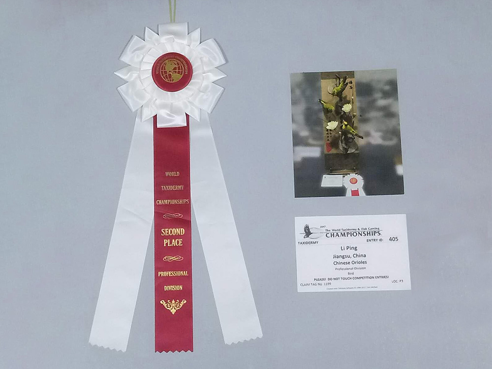 美国纽约标本大赛二等奖-黄鹂