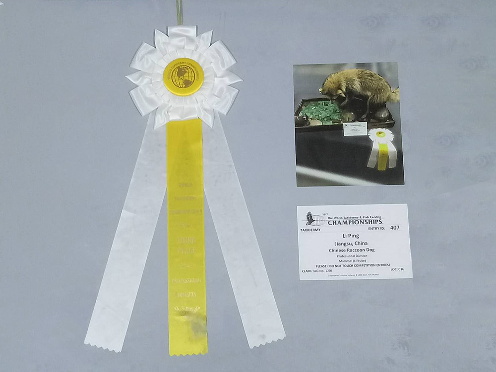 美国纽约标本大赛三等奖-貉