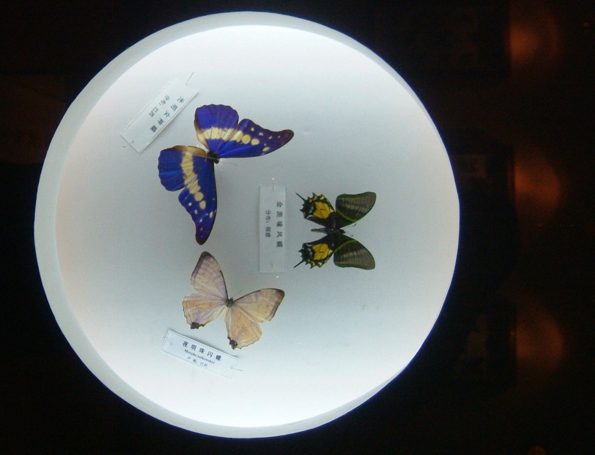 昆虫标本